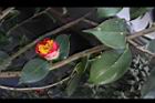 Camellia sp07.JPG